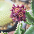 Earthborn Elements Caralluma Fimbriata 200 Capsules, Pure & Undiluted, No Additives...
