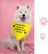 JXGZSO 1 Piece Nervous Anxious Dog Bandana Ask to Pet Dog Bandana Nervous Dog Gear (a Little Scared D)...