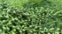 FLIPPED 3 Pack Artificial Plant Succulent Plants Hanging String Pearls Plant Fake Lover Tears Plants ((Green&13.7 in)...