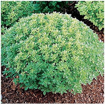 1000 Mixed Herb Seeds Heirloom Non-GMO 12 Varieties This is a Mix! Thyme Oregano Sage Tarragon Marjoram Summer Savory Basil Italian Greek Thai Dwa...