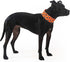 Reflective Dog Collar. Fluorescent, Blaze Orange with Adjustable Fastener for Small, Medium & Large Pets. High Visibility Dog Products to Safeguar...