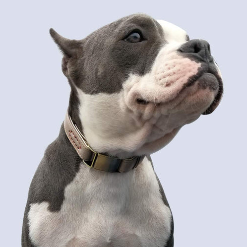 Basic Classic Luxury Padded Leather Dog Collar,The Seatbelt Buckle,for Small Large Medium Pets (Small(Pack of 1), Khaki)...