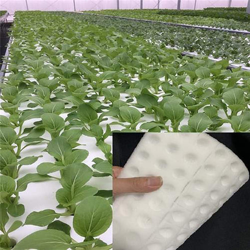 100Pcs Hydroponic Sponge Planting Gardening Tool Square Seedling Sponges for Greenhouse Hydroponic Sponge for Small Bud Growth or Grow Seedlings...