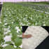 100Pcs Hydroponic Sponge Planting Gardening Tool Square Seedling Sponges for Greenhouse Hydroponic Sponge for Small Bud Growth or Grow Seedlings...