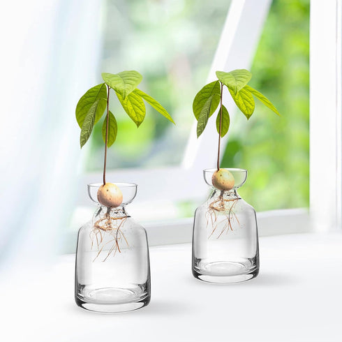 Avocado Seed Sprout Starter Planter Vase - Glass Avocado Tree Growing Vase Planter Pot Grow Avocado Trees Stickers at Garden Home for Planter Love...