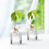 Avocado Seed Sprout Starter Planter Vase - Glass Avocado Tree Growing Vase Planter Pot Grow Avocado Trees Stickers at Garden Home for Planter Love...