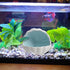 AnRui Cute Aquarium Decorations Ceramic Conch Shell-Shaped House Thematic Betta Fish Tank Accessory Decor Ornament Hideout Cave for Fish Playing o...
