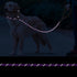 Slip Lead 6 FT for Small and Medium Dogs,Puppy Dog Training Leash Heavy Duty,No Pull Reflective Nylon Dog Leash,Rope Training Leash for Dogs That ...