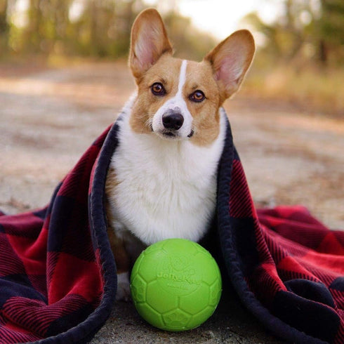 Jolly Pets 6 Inch Medium Soccer Ball Floating Bouncing Dog Toy in Apple Green...