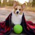 Jolly Pets 6 Inch Medium Soccer Ball Floating Bouncing Dog Toy in Apple Green...
