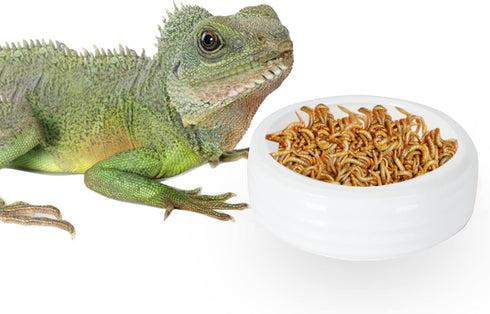 Reptile Food Bowls -Ceramic Round Reptile Water Food Dish, Pet Food Bowl for Lizards, Small Snakes, Young Bearded Dragons, Gecko Tortoise Spider (...