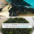 Chung Jung One O'Food Dried Seaweed, Korean Miyeok Baby Wakame Cut Flakes for Miyeokguk Miso Soup Sea Weed Salad, Product of Korea, 50g, 20 Servin...