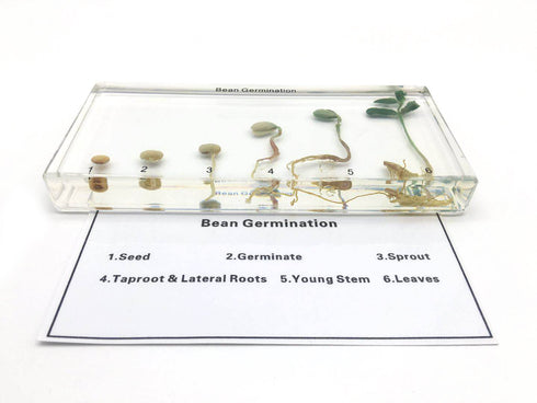 Bean Germination in Acrylic Block Lifecyle of Bean Biology Science Classroom Specimens (Bean Germination)...