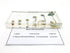 Bean Germination in Acrylic Block Lifecyle of Bean Biology Science Classroom Specimens (Bean Germination)...