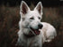 IPISSOI DIY Diamond of Painting Kits White Shepherd Full Drill Round Diamond Embroidery Cross Stitch Mosaic Crystal Rhinestone Arts and Crafts Gem...