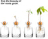 Avocado Seed Sprout Starter Planter Vase - Glass Avocado Tree Growing Vase Planter Pot Grow Avocado Trees Stickers at Garden Home for Planter Love...