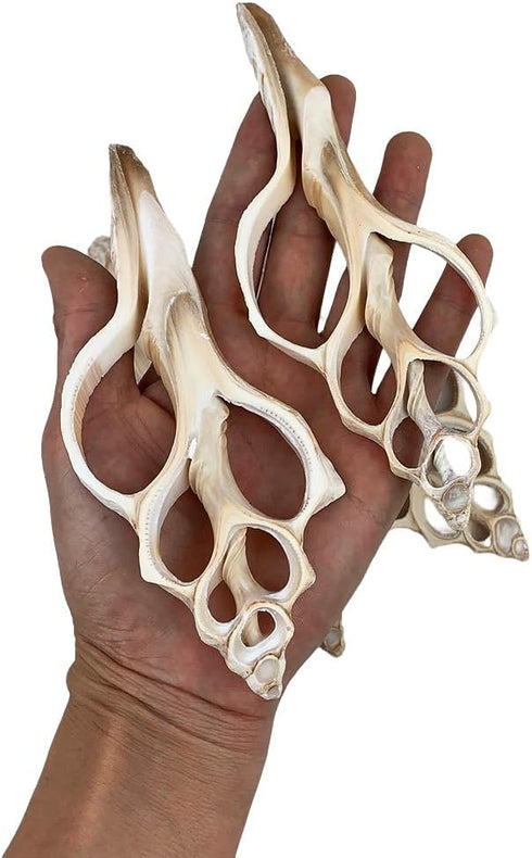 4PC Large Fox Center Slicen Shells for Crafts Windchimes Shellcraft Home Decor Apprx 6.5" Inch...
