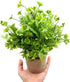 Fake Four Leaf Clover Plants for Bathroom Home Office Desk Decor, Small Artificial Faux Greenery for Farmhouse Decorations (1)...
