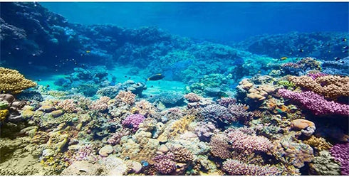 AWERT Aquarium Background Coral Reef Tropical Fish Undersea Fish Tank Background 30x12 inches Durable Polyester Background...