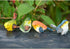 Zerodis Miniature Bird Decorative Figurines, Pack of 4 Resin Birds Animal Figurine Decoration Mini Simulation Cute Garden Statue Birds Figures Dec...