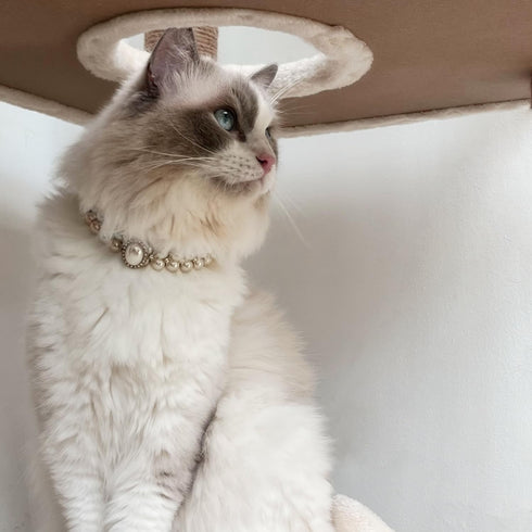 KUDES Small Dog Cat Big Pearl Collars with Crystal Rhinestone Diamond Décor, Adjustable Cute Fashion Pet PU Leather Collars Necklace for Wedding B...