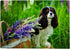 Dog in The Park Jigsaw Puzzles 500 Pieces Puzzles for Adults - Cavalier King Charles Spaniel Dog Puzzle -Animal Puzzles, Unique Difficult and Chal...