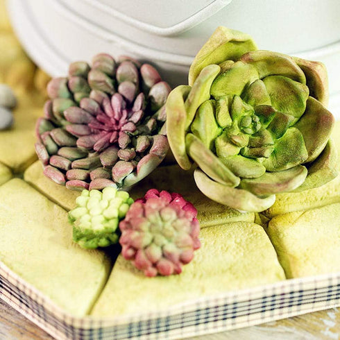 LaVenty 2 PCS Cactus Silicone Mold Cacti Fondant Mold Succulent Leaves Candy Molds Cactus Gumpaste Mold For Cupcake Cake Polymer Resin...