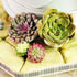 LaVenty 2 PCS Cactus Silicone Mold Cacti Fondant Mold Succulent Leaves Candy Molds Cactus Gumpaste Mold For Cupcake Cake Polymer Resin...