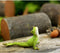 Top Collection Miniature Fairy Garden and Terrarium Yoga Frog Bhujangasana Cobra Pose Statue...