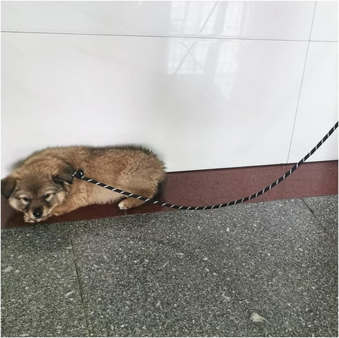 Reflective Long Slip Lead Dog Leash Anti-Choking 12FT/20FT/30FT/50FT Rope Training Leash for Medium Dogs Small Puppy Pets Black...