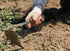 Korean Homi Hand Plow Garden Tools/Garden plow/Weeding Sickle/Weeding Farming Tool/Hand Hoe??...