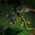 NUOBESTY Realistic Fake Lizards Artificial Model Reptile Lizard Plastic Lizards Action Figures Trick Playthings, 2Pcs...
