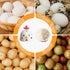 Egg Brush Cleaner, Silicone Egg Brush for Fresh Egg, Reusable Egg Cleaning Tools, Funny Shape Scrubbing Brush for Eggs...