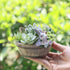 ChezMax Succulent Planter Rabbit Shaped Flowerpot Plant Pot Resin Vase Container Home Garden Decorative...