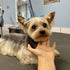 40Pcs Puppy Yorkie Dog Hair Bows Flower with Rubber Band,Pet Small Dog Girl Flower Christmas Hair Topknot Bowknot Hair Accessories Pet Grooming fo...