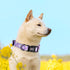 Reflective Dog Collar Leash Combo: Puppy Small Medium Large Adjustable Cute Matching Collar Set for Pet Girl/Boy Comfy Easy Walk Running Outdoor H...