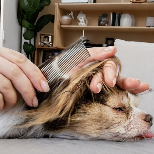 AIRY 7.5" Professional Thinning Shears Dog Grooming Blending Scissor, 20%-30% Thinning Rate Pet Grooming Thinner Blender Shears Set Includes No Tr...
