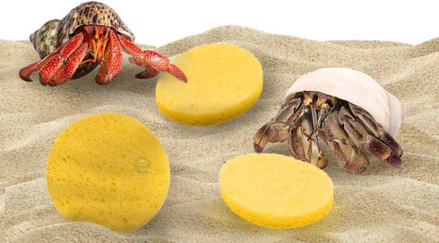 Hermit Crab Sponges for Water, 3 Pack Unbleached Hermit Crab Accessories & Supplies, Pet Crab Sponges Provide Nutrients and Maintain Tank Humidity...