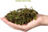VOSAREA 1 Pack Artificial Moss Fake Lichen Simulation Green Faux Pot Moss for DIY Miniature House (About 60g)...