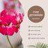 Rose Geranium Essential Oil - 100% Essential Oil - 4 fl oz - Amber Glass Bottle - GreenHealth...