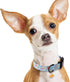 Faygarsle Dog Collar for Small Medium Large Dogs Cute Blue Puppy Collars for Male Dogs Dinosaur Patterned Pet Collars for Summer Spring Wedding Pu...