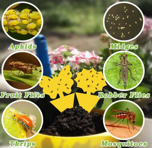 Fruit Fly Sticky Traps (40-Pack) - Ready-to-Use Plant Traps for Fruit Flies, Moths, Gnats, Aphids, and Flying Insects - Yellow Sticky Bug Trap wit...