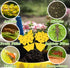 Fruit Fly Sticky Traps (40-Pack) - Ready-to-Use Plant Traps for Fruit Flies, Moths, Gnats, Aphids, and Flying Insects - Yellow Sticky Bug Trap wit...