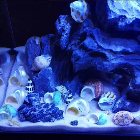Hermit Crab Shells Turbo Shells 12+pcs Assorted Turbo Shells Handpicked Hermit Crab House…...