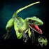 Gemini&Genius Velociraptor Dinosaur Toy for Kids, Raptor Dinosaur Action Figure, Party Supplies, Dino Collection Toy, Dinosaur Play & Display, Gif...