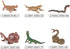 Mini Amphibians Set,6PCS Reptiles Animals Rainforest Wildlife Toy Set Lizard,Snake,Iguana,Crocodile,Party Favor for Kids Toddlers...