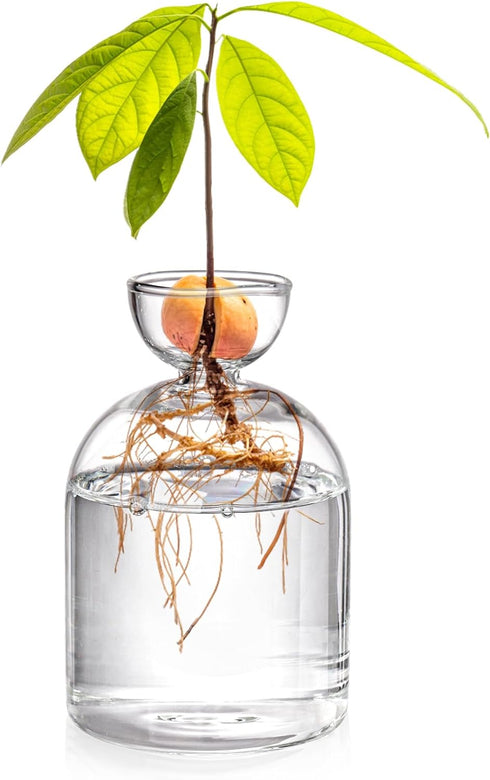 Lawei Glass Avocado Seed Starter Vase, Sprouting Seed Starter Planter Pot, Avocado Tree Growing Kit, Glass Bulb Propagation Flowers Pot, Aqua Cult...