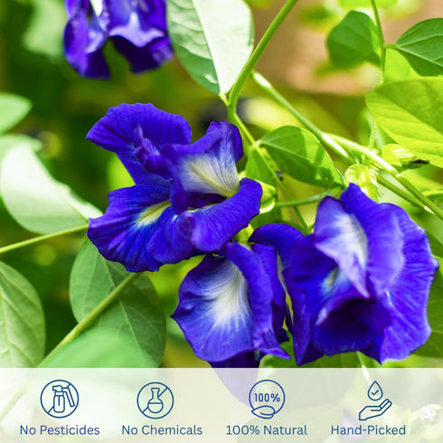 Organic Butterfly Pea Flowers - Healthy Herbal Loose Leaf Blue Tea - Natural Food Coloring - Caffeine Free 1.75OZ...