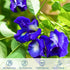 Organic Butterfly Pea Flowers - Healthy Herbal Loose Leaf Blue Tea - Natural Food Coloring - Caffeine Free 1.75OZ...