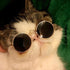 Funny Cat Small Dog Sunglasses Vintage Round Metal Reflection Sunglasses Pet Photos Cool Props Accessories Dog Sunglasses...
